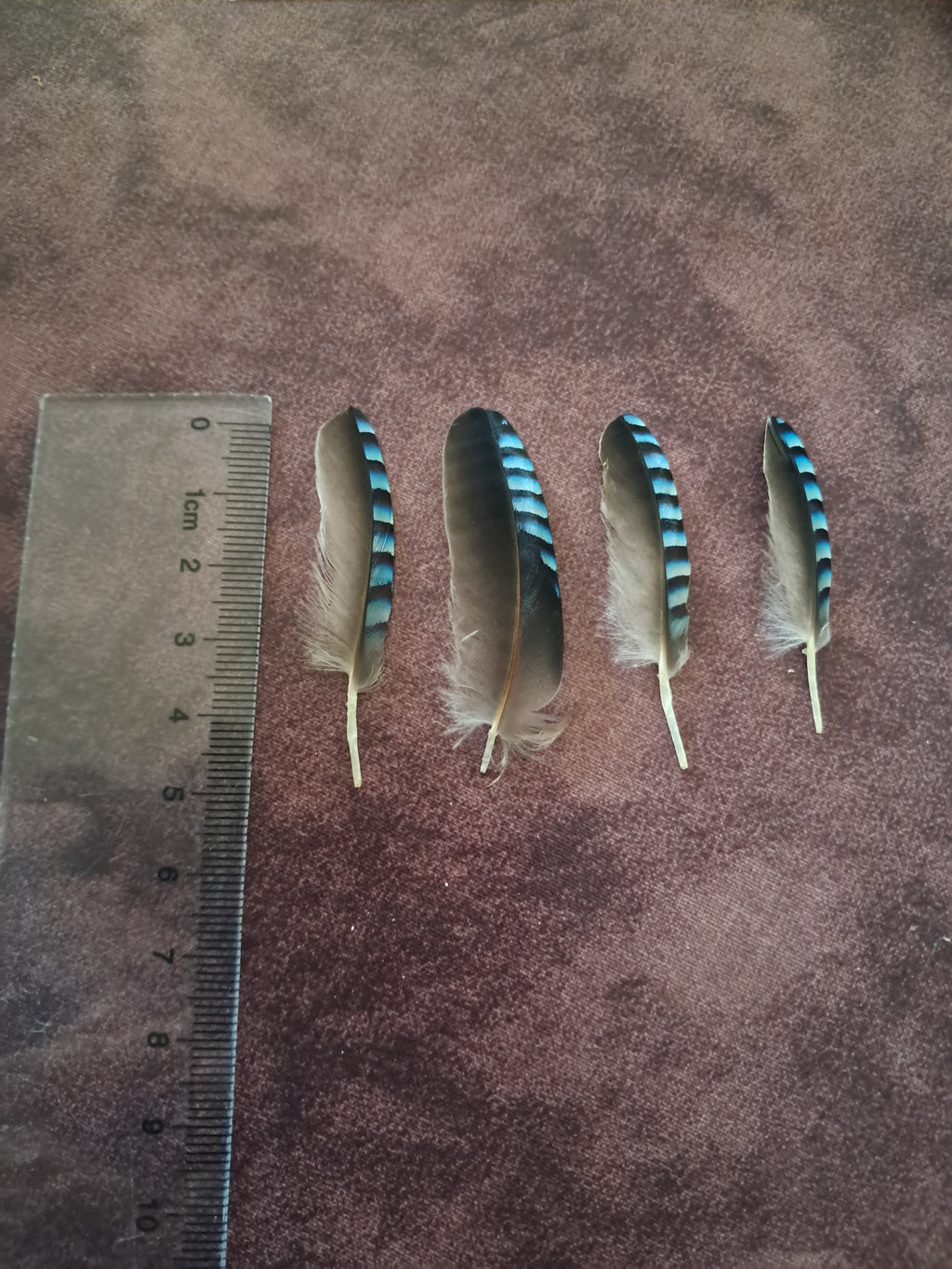 Plumes de geai des chenes