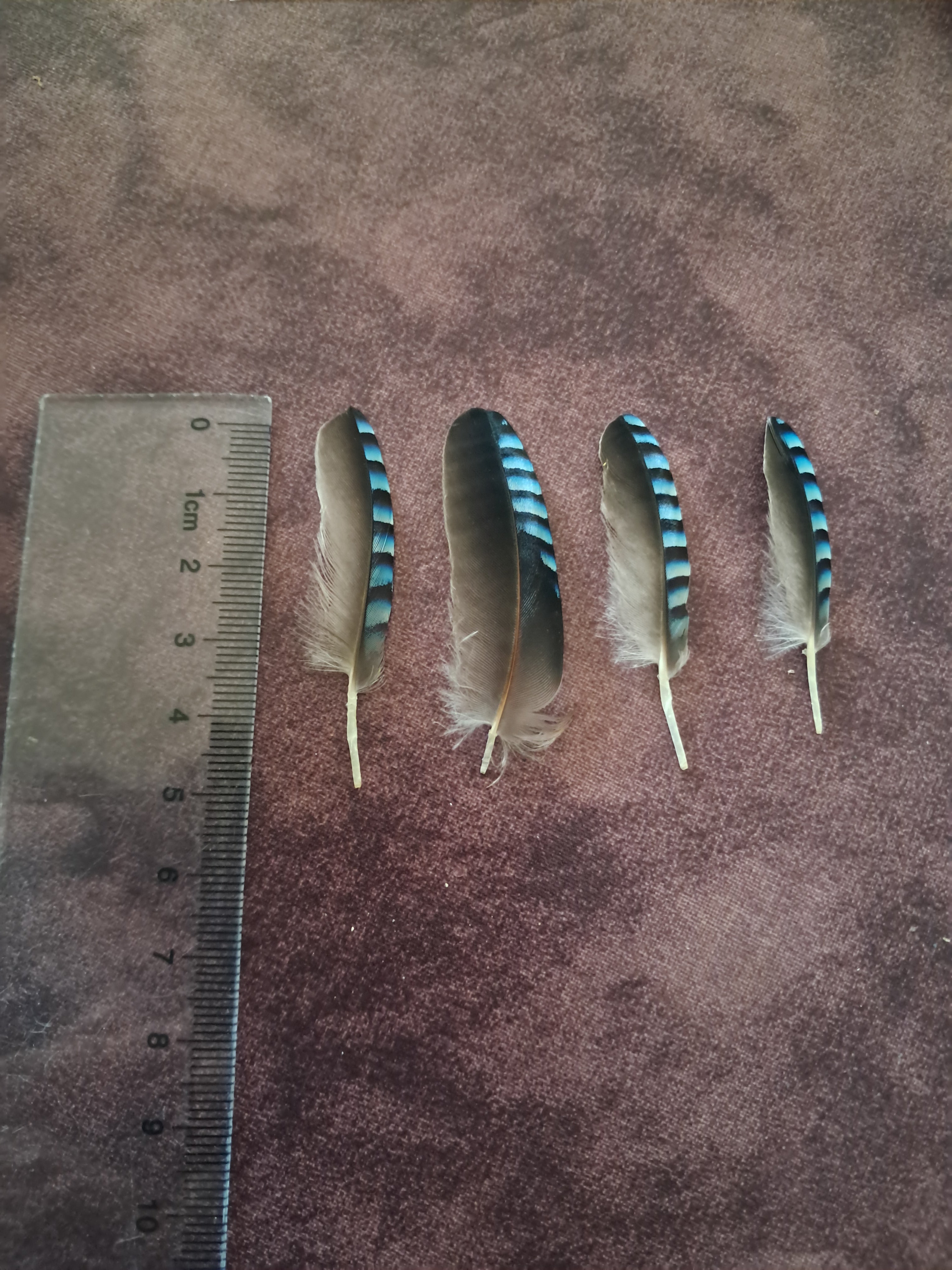 Plumes de geai des chenes