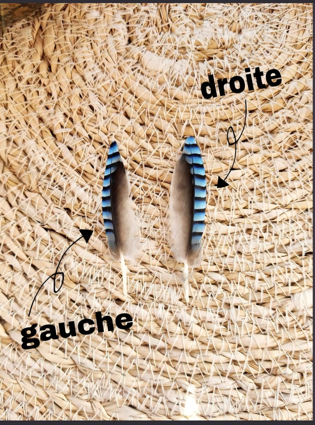 Plumes de geai des chenes