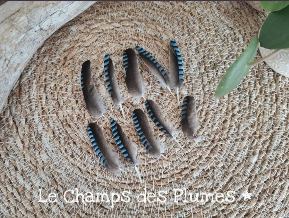 Plumes de geai des chênes naturelles bleue declassées