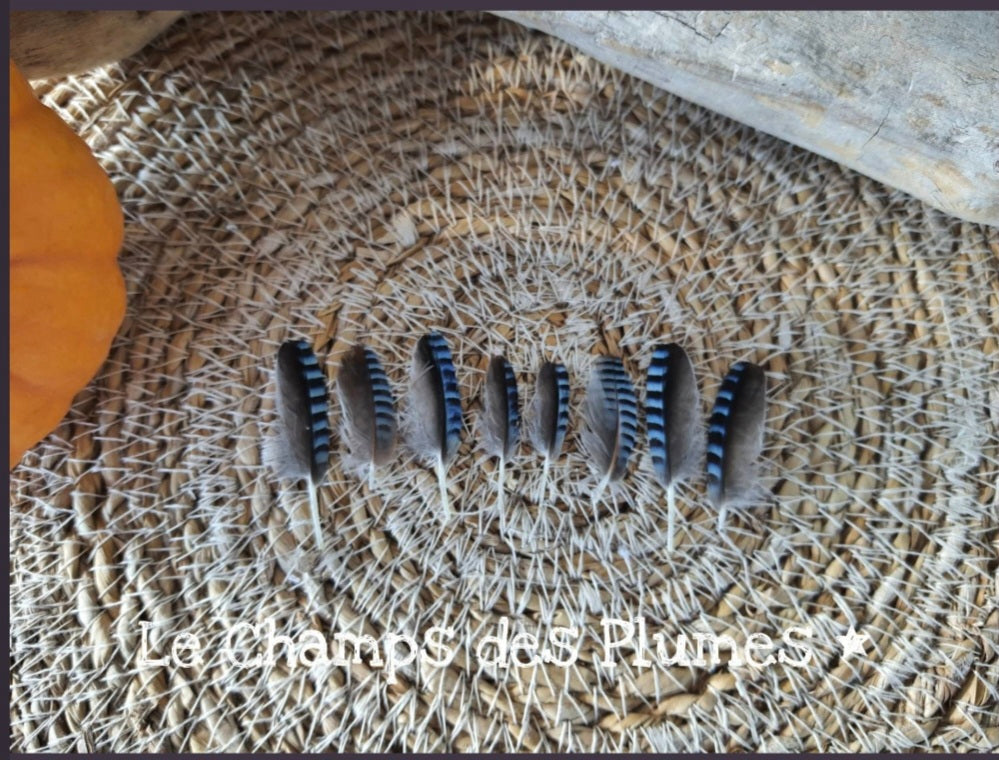 Petites plumes de geai des chênes naturelles bleus