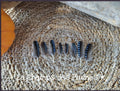 Petites plumes de geai des chênes naturelles bleus