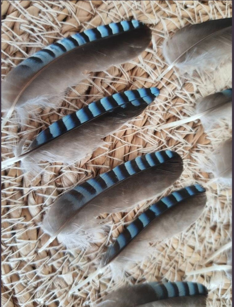 Plumes de geai des chênes naturelles bleue declassées