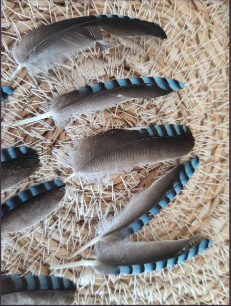 Plumes de geai des chênes naturelles bleue declassées