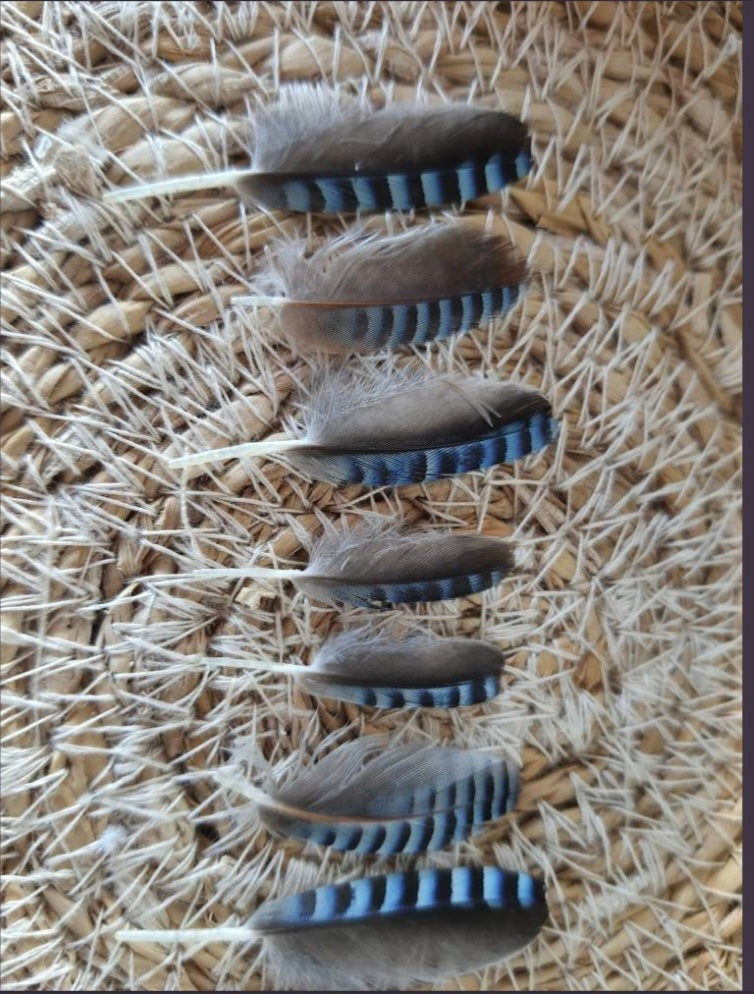Petites plumes de geai des chênes naturelles bleus