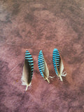 Plumes de geai des chenes